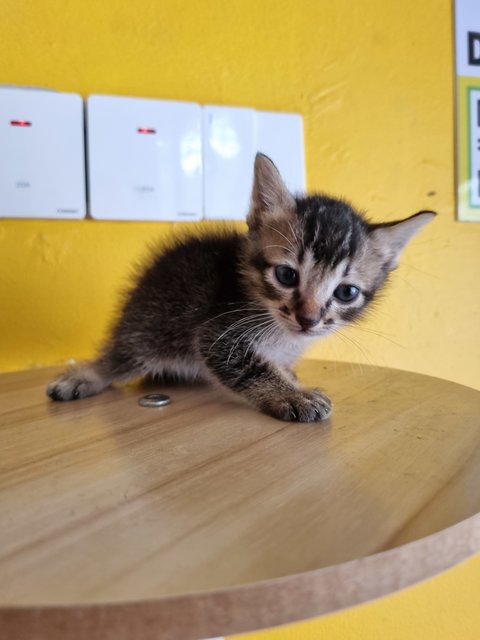 Boba - Tabby Cat