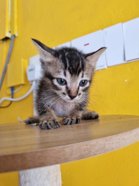 Boba - Tabby Cat