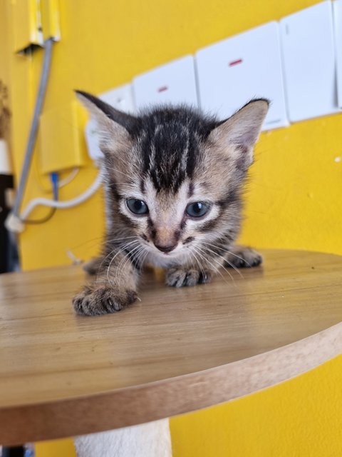 Boba - Tabby Cat