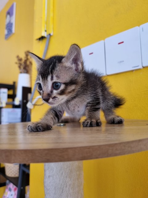 Boba - Tabby Cat