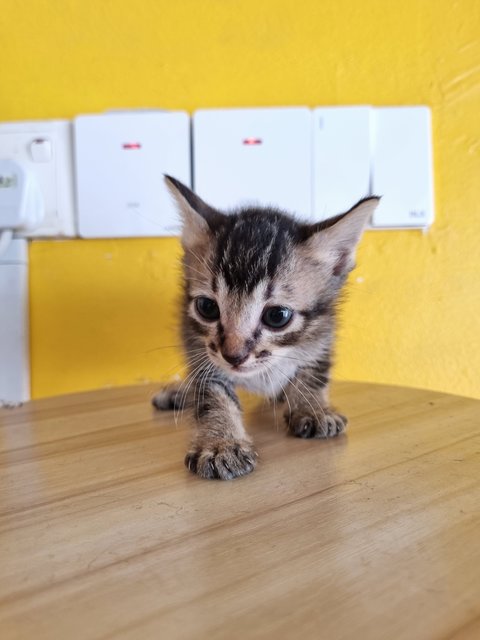 Boba - Tabby Cat
