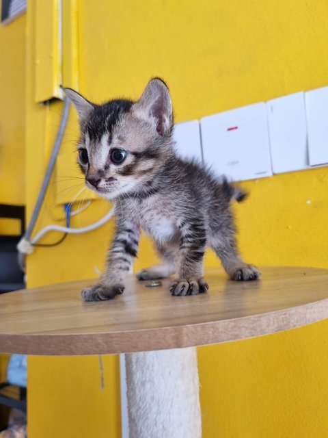 Boba - Tabby Cat