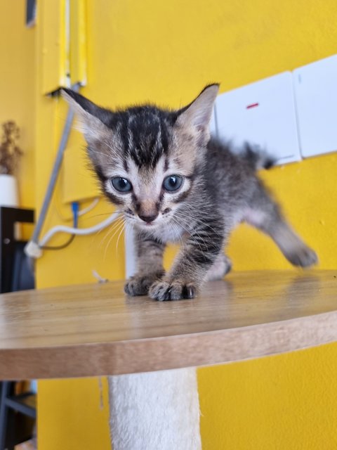 Boba - Tabby Cat