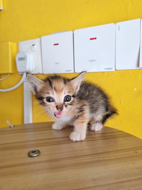 Vava - Calico Cat