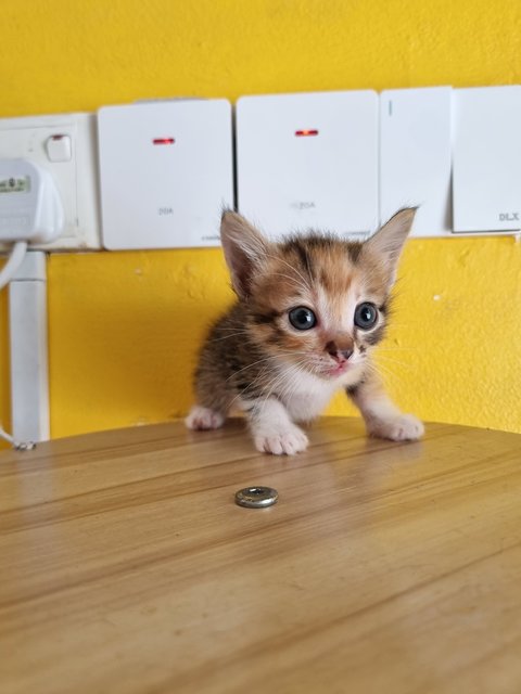 Vava - Calico Cat