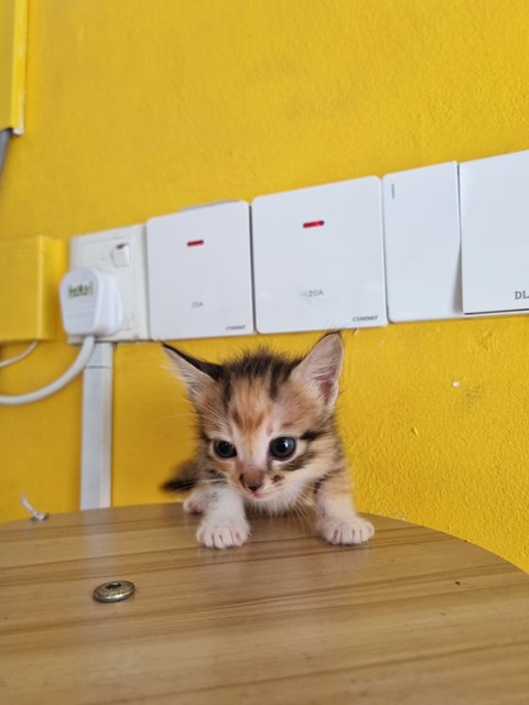 Vava - Calico Cat