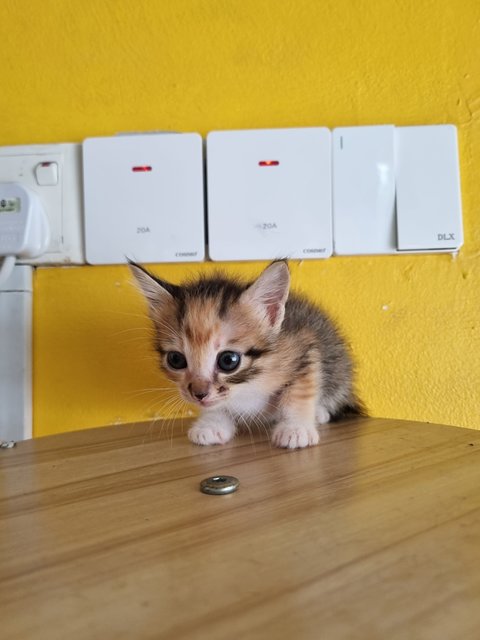 Vava - Calico Cat