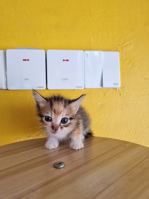 Vava - Calico Cat