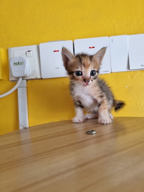 Vava - Calico Cat