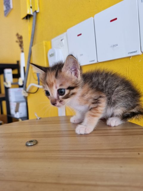 Vava - Calico Cat