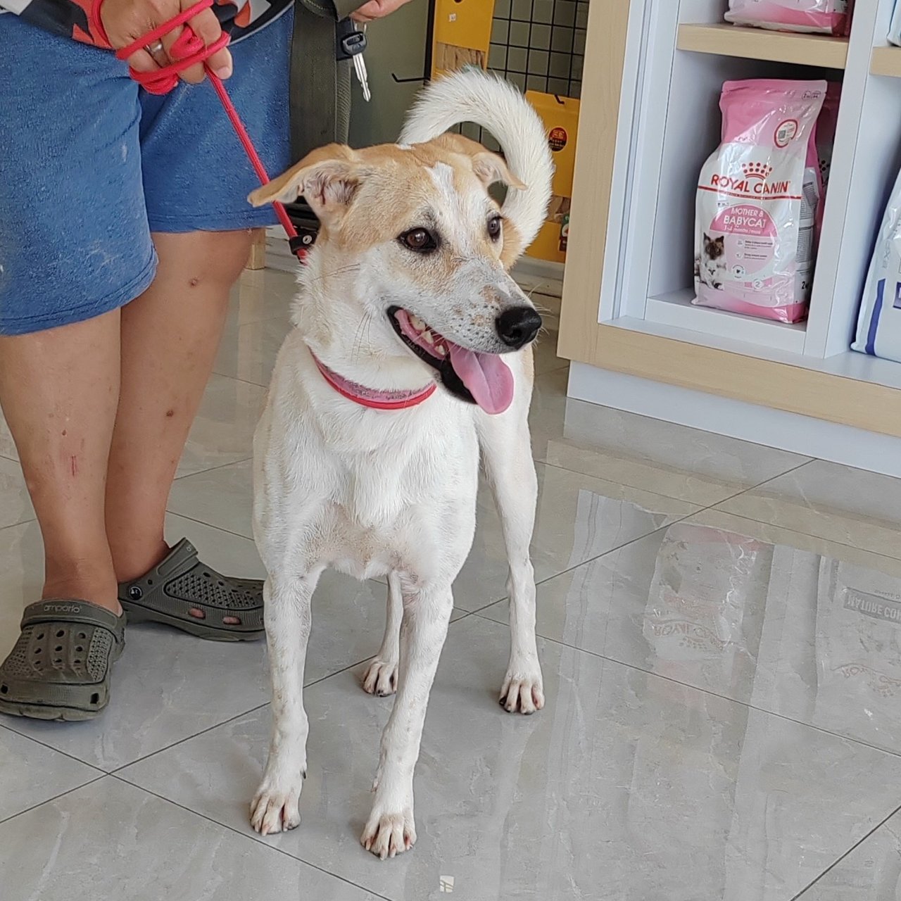 Sharon  - English Pointer Mix Dog