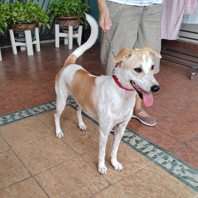 Sharon  - English Pointer Mix Dog