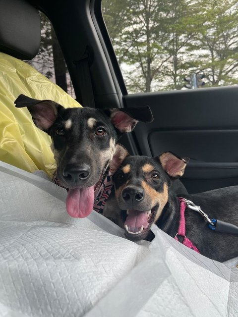 Cory And Chloe - Mixed Breed Dog