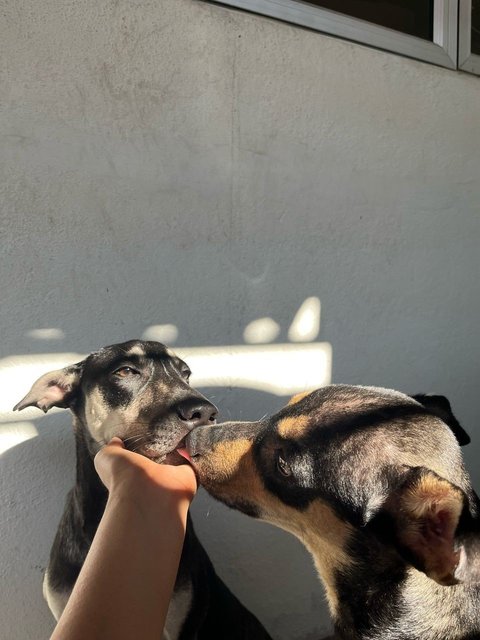 Cory And Chloe - Mixed Breed Dog