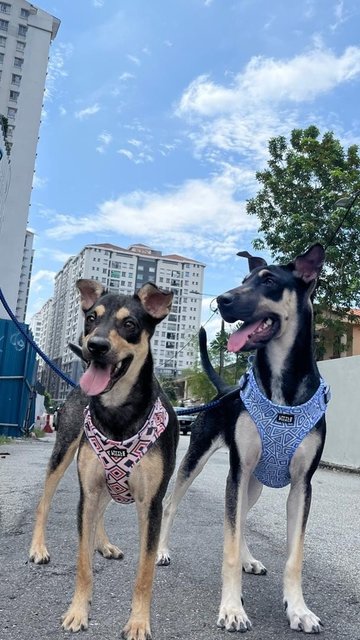 Cory And Chloe - Mixed Breed Dog