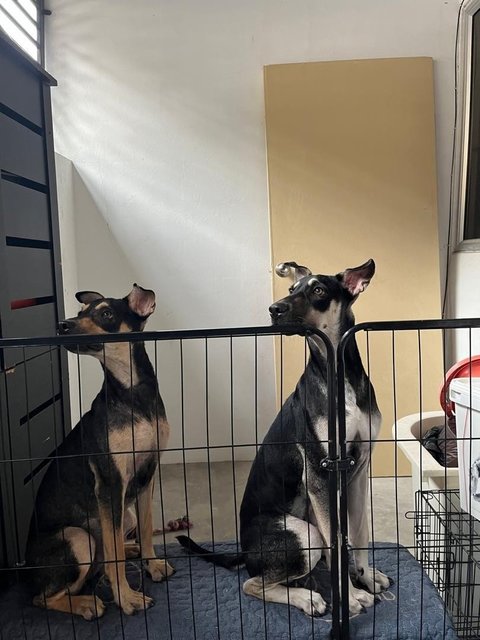 Cory And Chloe - Mixed Breed Dog
