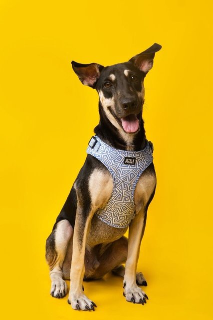 Cory And Chloe - Mixed Breed Dog