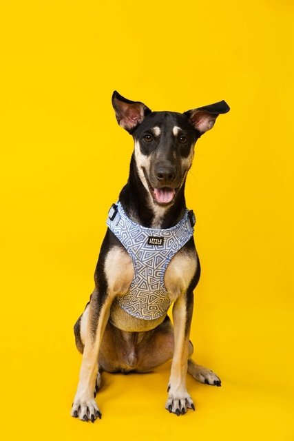 Cory And Chloe - Mixed Breed Dog