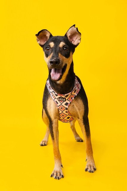 Cory And Chloe - Mixed Breed Dog