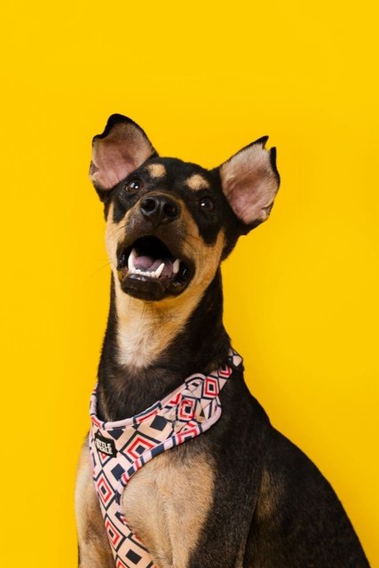 Cory And Chloe - Mixed Breed Dog
