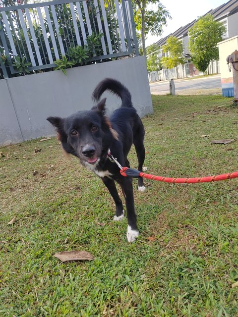 Wolfie - Mixed Breed Dog