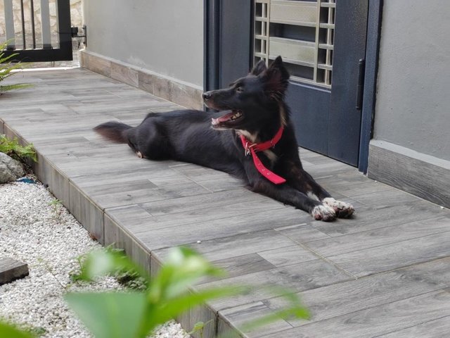 Wolfie - Mixed Breed Dog