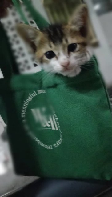 PF142146 - Domestic Short Hair Cat