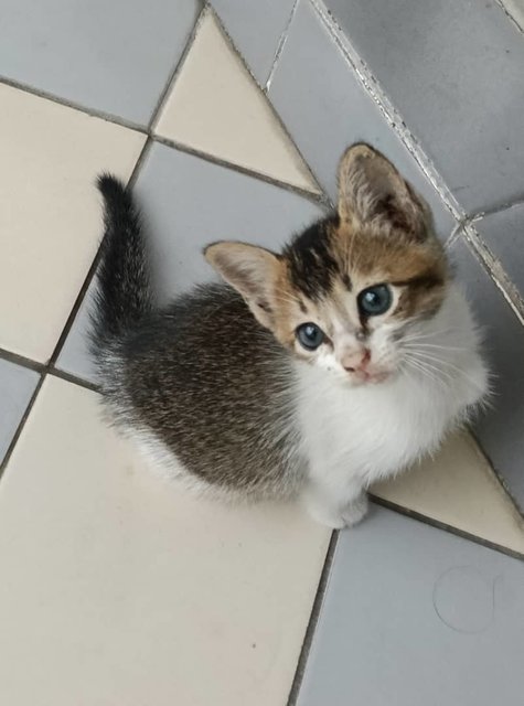 PF142146 - Domestic Short Hair Cat