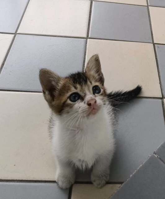 PF142146 - Domestic Short Hair Cat