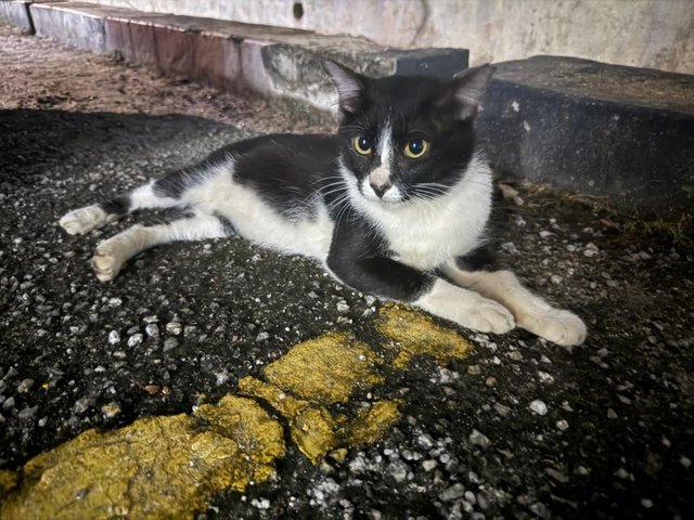 Zoro - Domestic Medium Hair Cat