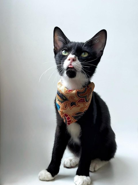 Monkey - Domestic Short Hair Cat