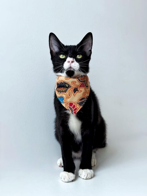 Monkey - Domestic Short Hair Cat