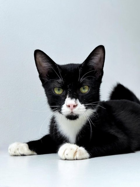 Monkey - Domestic Short Hair Cat