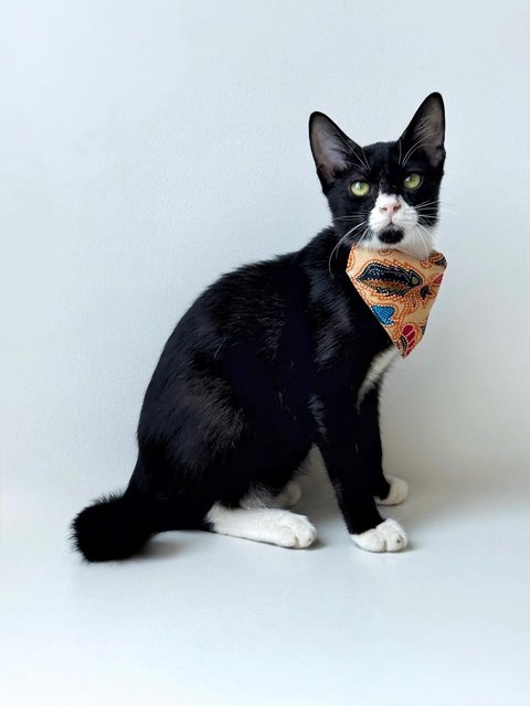 Monkey - Domestic Short Hair Cat