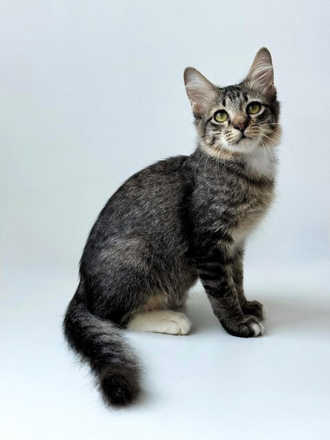 Sockey - Domestic Short Hair Cat