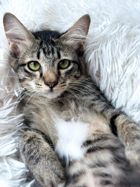 Sockey - Domestic Short Hair Cat