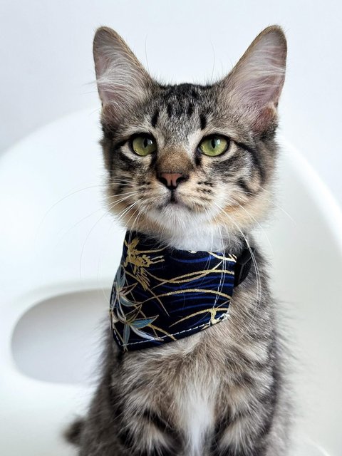 Sockey - Domestic Short Hair Cat