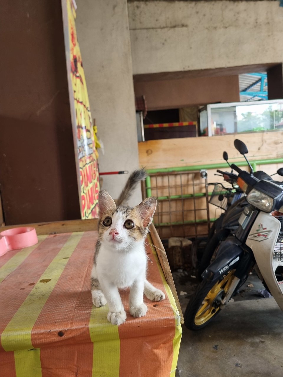  Anderson  - Domestic Short Hair Cat