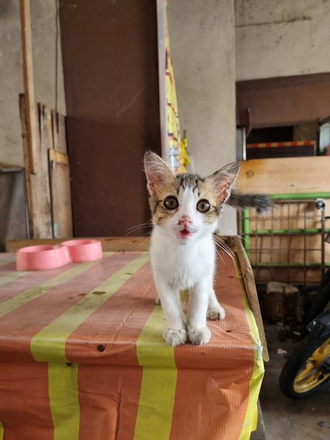  Anderson  - Domestic Short Hair Cat
