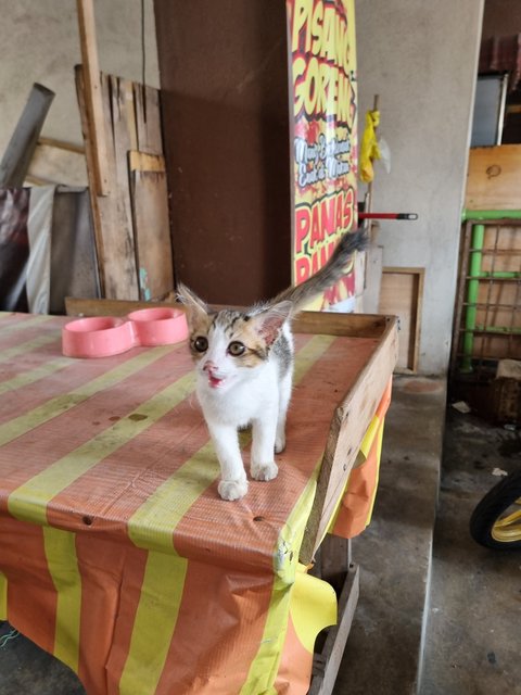  Anderson  - Domestic Short Hair Cat