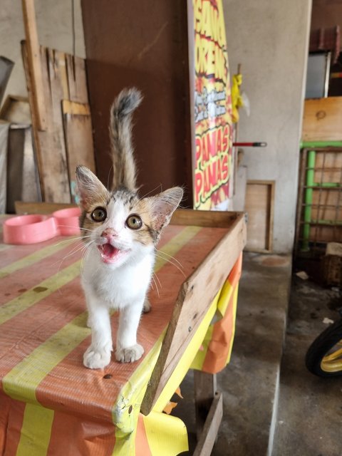  Anderson  - Domestic Short Hair Cat