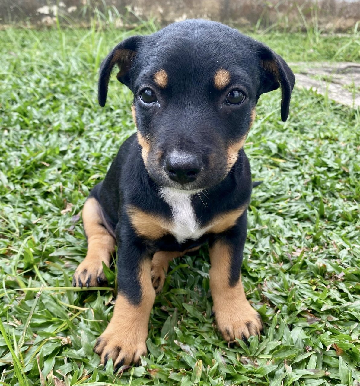Puppy #3 For Adoption - Mixed Breed Dog