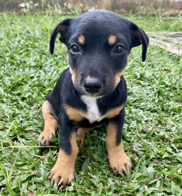 Puppy #3 For Adoption - Mixed Breed Dog
