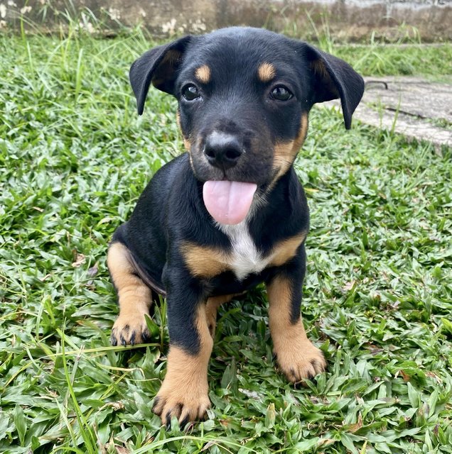Puppy #3 For Adoption - Mixed Breed Dog