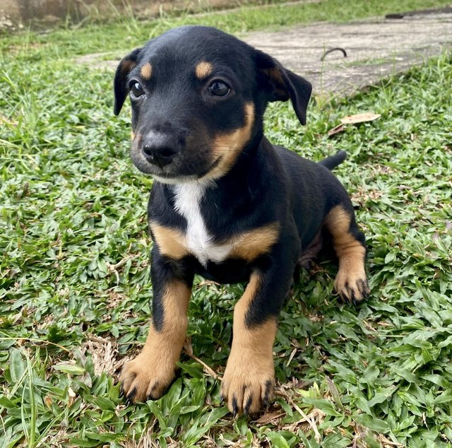Puppy #3 For Adoption - Mixed Breed Dog