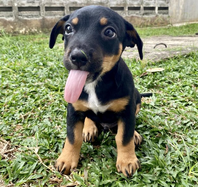 Puppy #3 For Adoption - Mixed Breed Dog