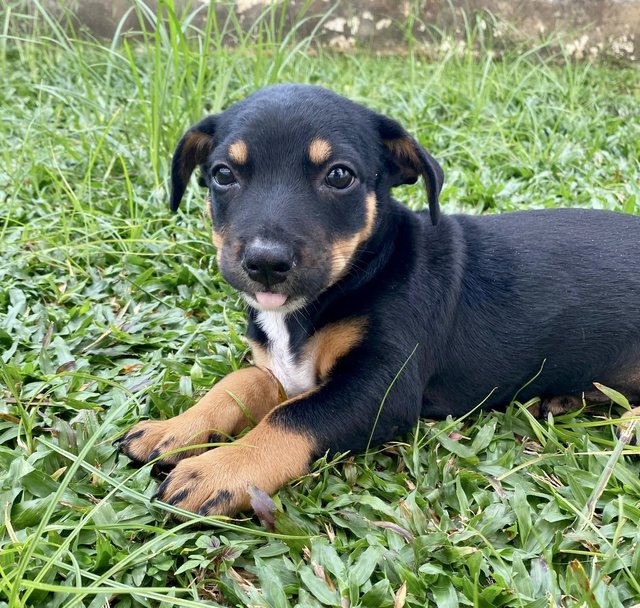 Puppy #3 For Adoption - Mixed Breed Dog