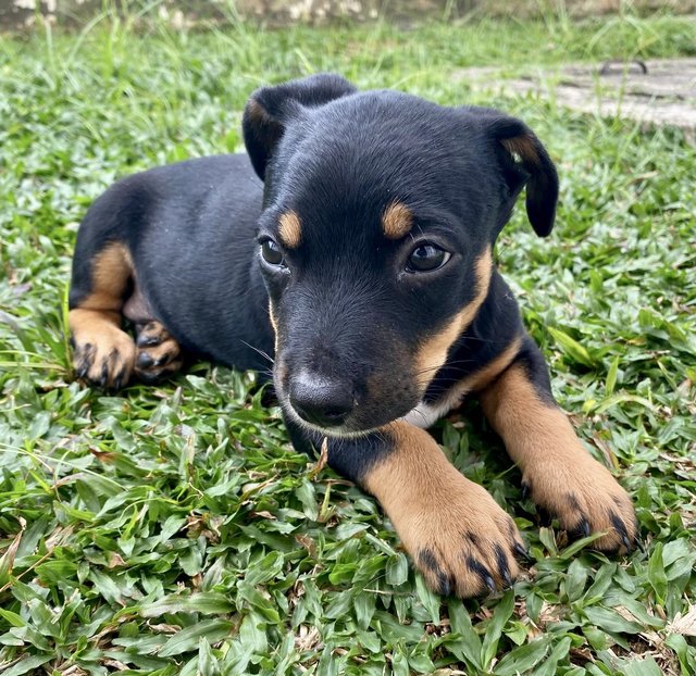 Puppy #3 For Adoption - Mixed Breed Dog