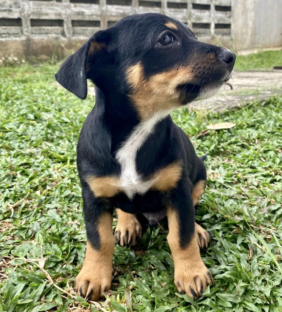 Puppy #3 For Adoption - Mixed Breed Dog