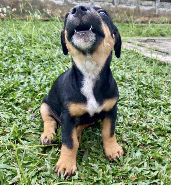 Puppy #3 For Adoption - Mixed Breed Dog